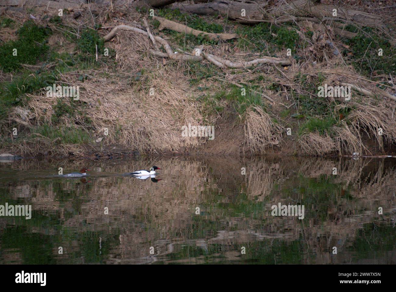 Due merganser scivolano attraverso un torrente Foto Stock
