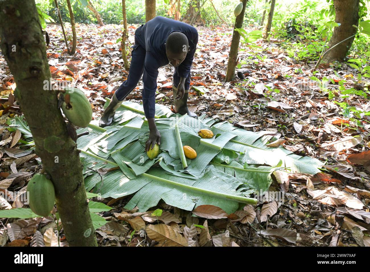 GHANA, Suhum, azienda agricola biologica di cacao, raccolta di cacao, baccelli di cacao aperti e i fagioli saranno fermentati in foglie di banana per sette giorni / GHANA, Suhum, Kleinbauern bei Bio Kakao Ernte, die Kakaofrüchte werden geöffnet und die frischen Kakaobohnen werden für sieben Tage in Bananenblättern fermentiert Foto Stock