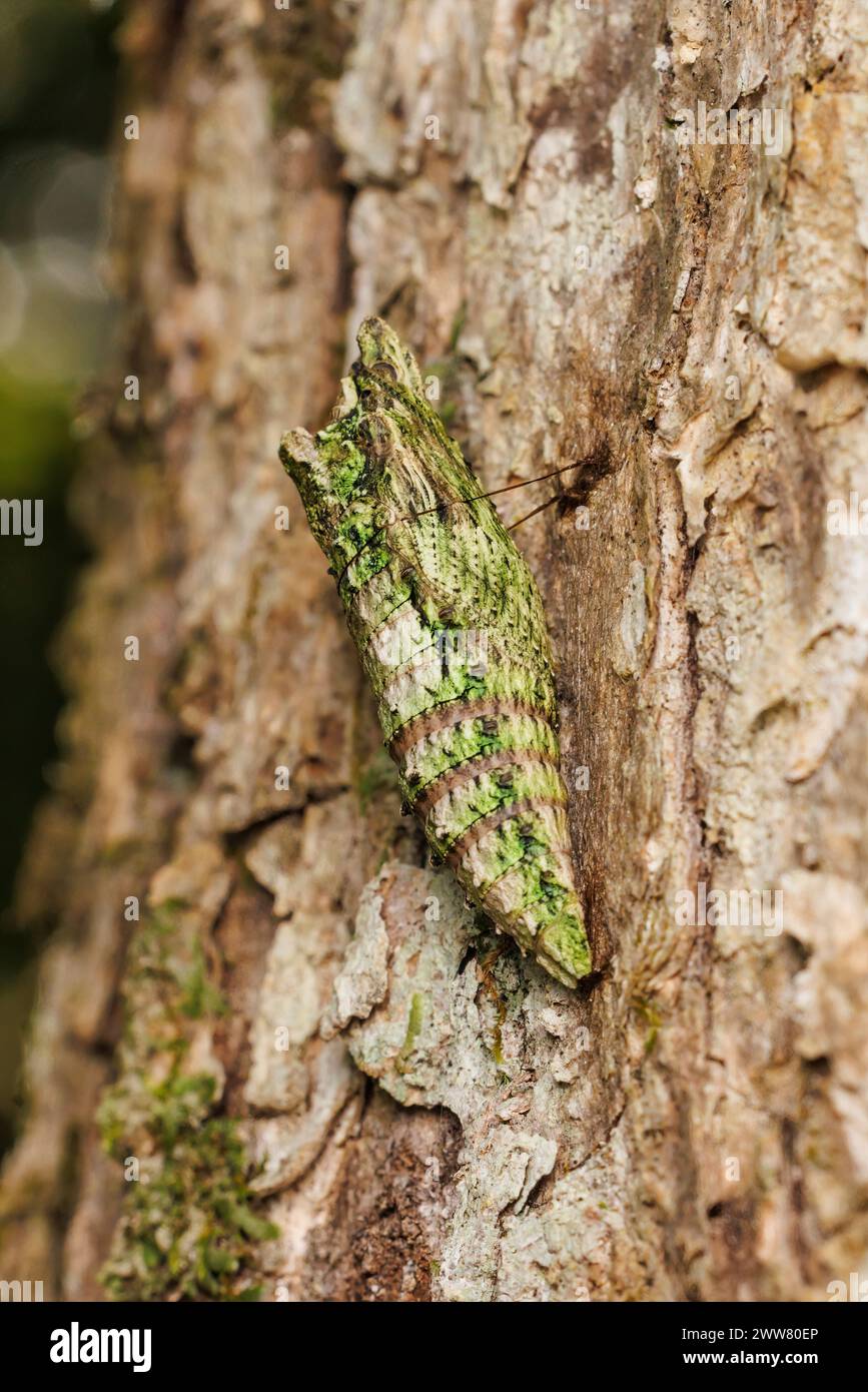 Coda di rondine della tigre orientale (Papilio glaucus) - caso Pupal Foto Stock
