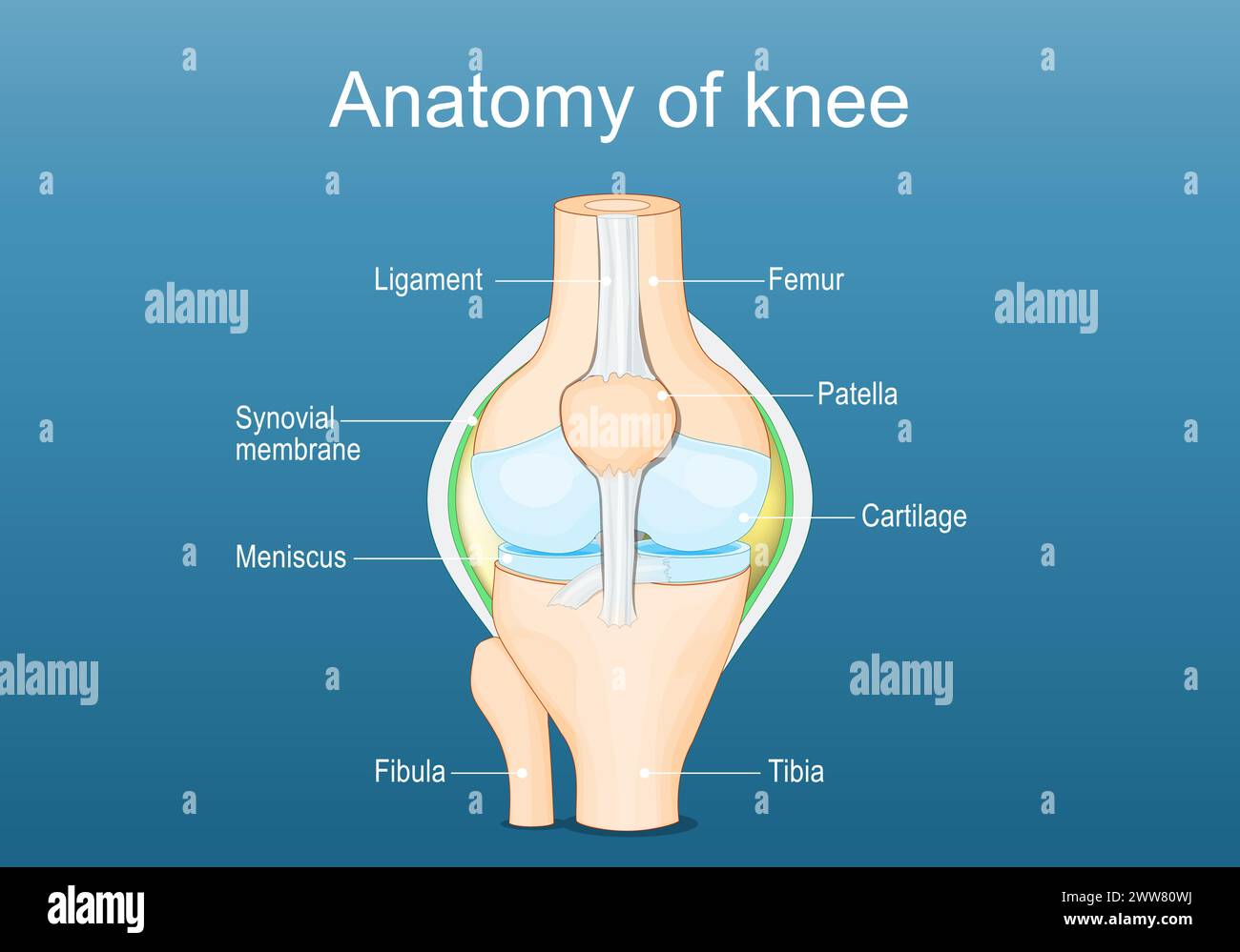Anatomia articolare del ginocchio. Etichettato di tutte le ossa. Illustrazione vettoriale piatto isometrico Illustrazione Vettoriale