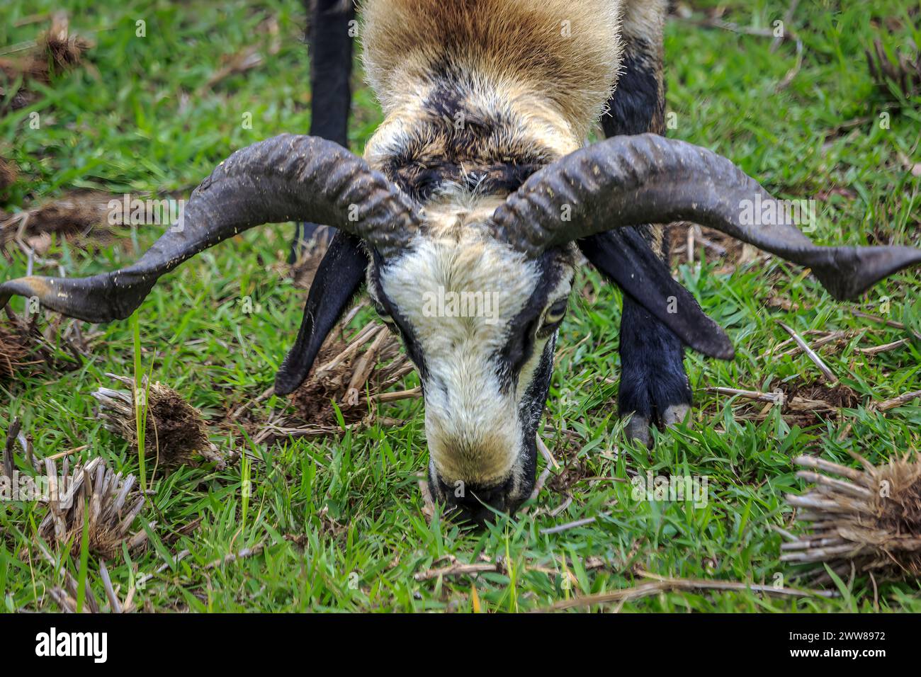 Testa di capra con corna lunghe vista verticale Foto Stock