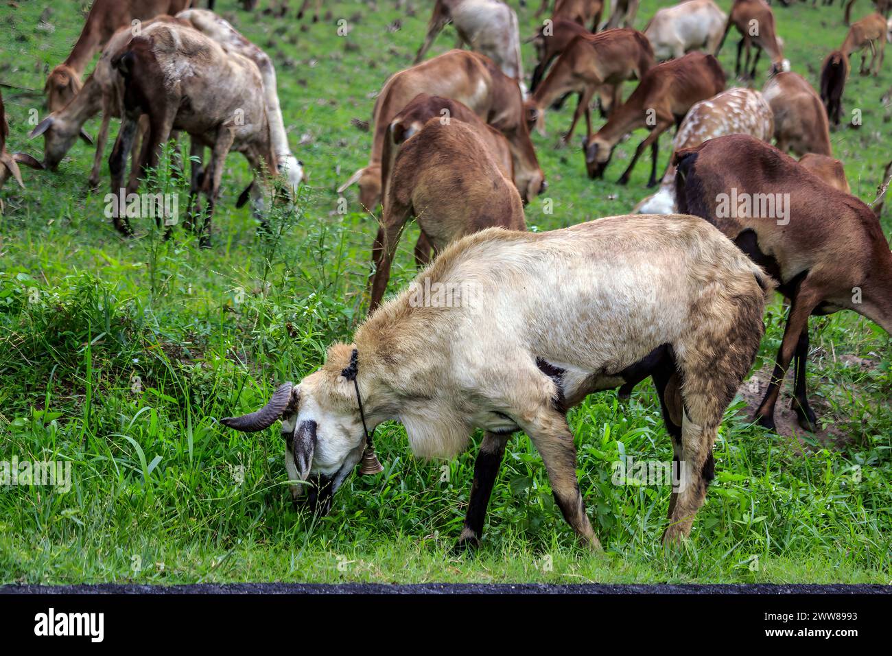 Gruppo di capra bruna con corna lunghe in prateria. Foto Stock