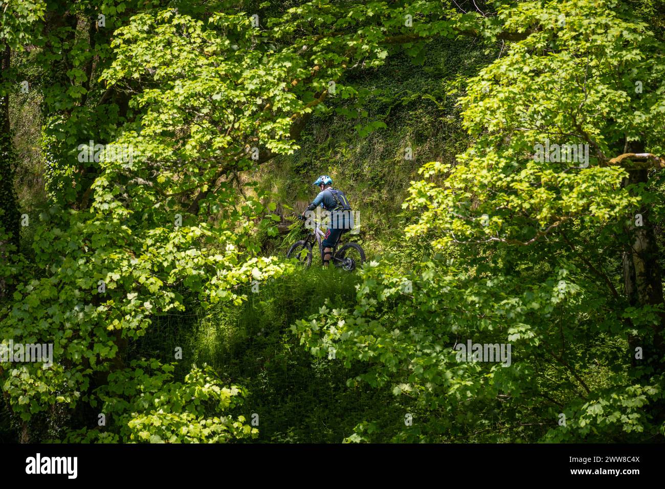 Mountain bike, Afan Forest Park, Galles, Regno Unito Foto Stock
