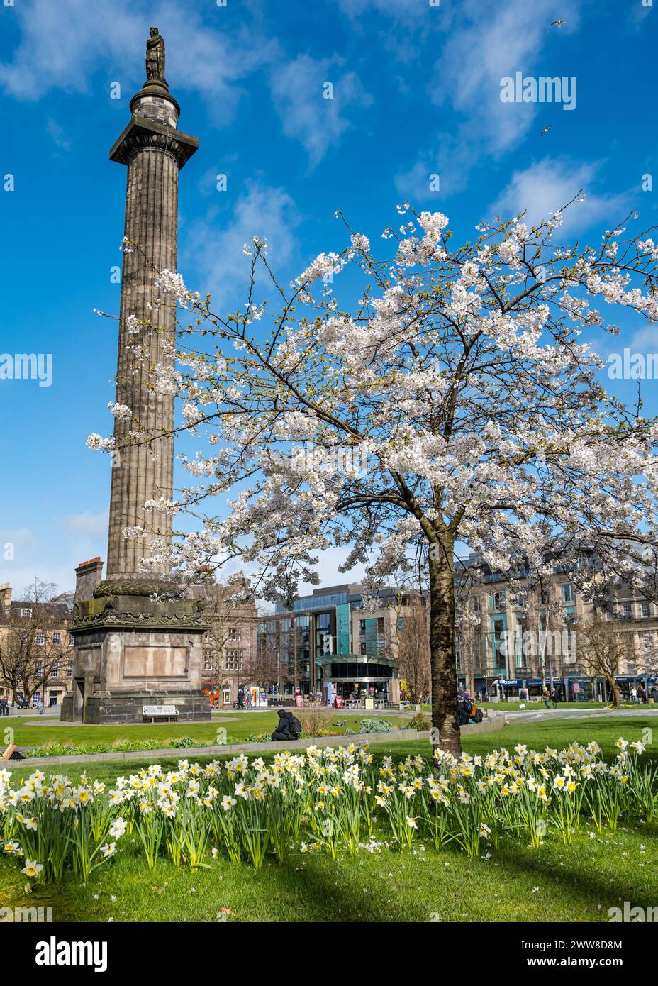 St Andrew Square, Edimburgo, Scozia, Regno Unito, 22 marzo 2024. Meteo Regno Unito: Fioritura primaverile di ciliegio. Diversi ciliegi nel giardino sono in piena fioritura accanto al monumento Melville di Henry Dundas. Crediti: Sally Anderson/Alamy Live News Foto Stock