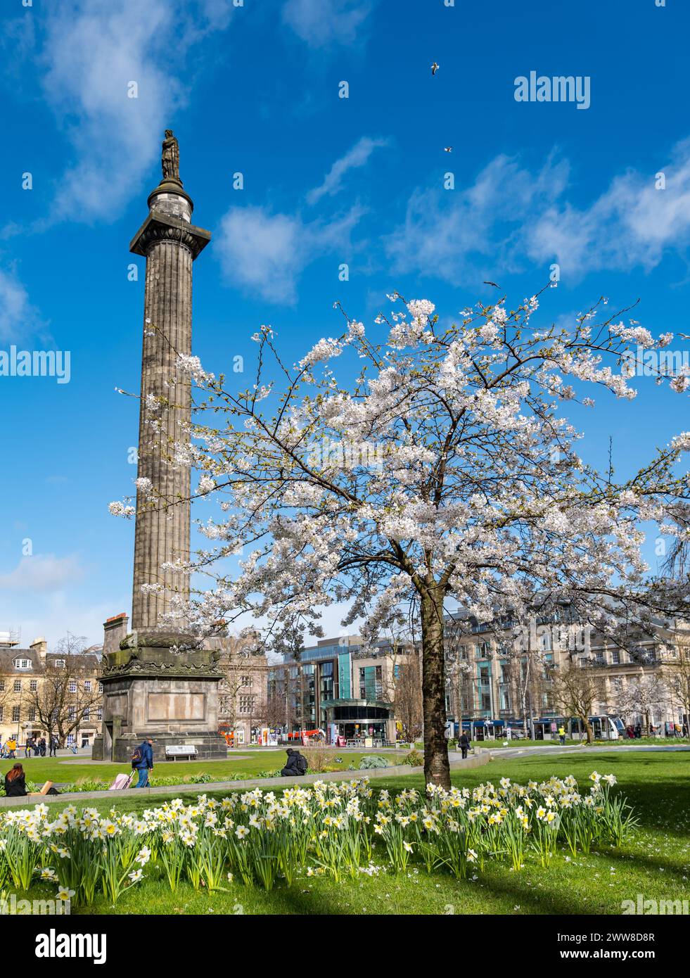 St Andrew Square, Edimburgo, Scozia, Regno Unito, 22 marzo 2024. Meteo Regno Unito: Fioritura primaverile di ciliegio. Diversi ciliegi nel giardino sono in piena fioritura accanto al monumento Melville di Henry Dundas. Crediti: Sally Anderson/Alamy Live News Foto Stock