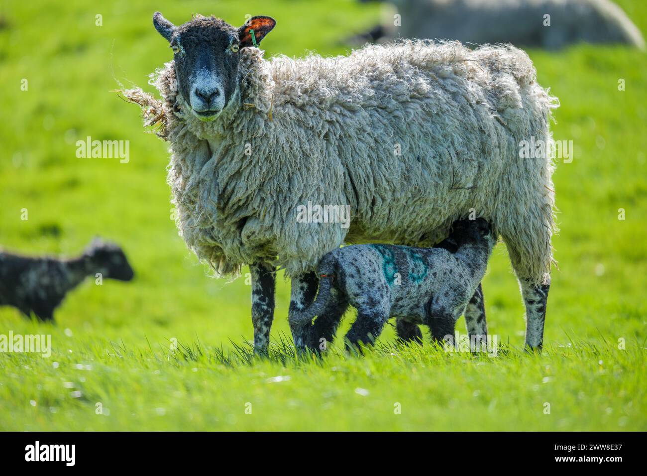 Agnelli e pecore prendono il sole in primavera nella campagna del North Yorkshire che circonda Bolton Abbey Estate nel Yorkshire Dales National Park. Foto Stock