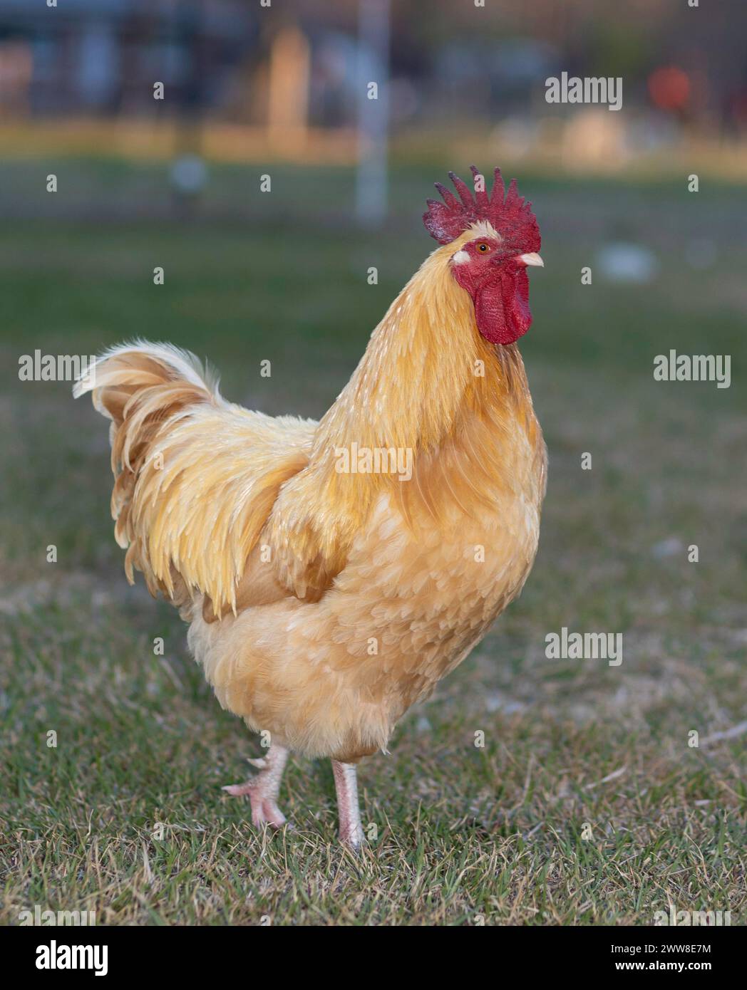 Il gallo di pollo Orpington, di colore giallo brillante e arancio, è libero di camminare sul pascolo erboso di un'azienda agricola biologica gestita in modo umano vicino a Raefo Foto Stock