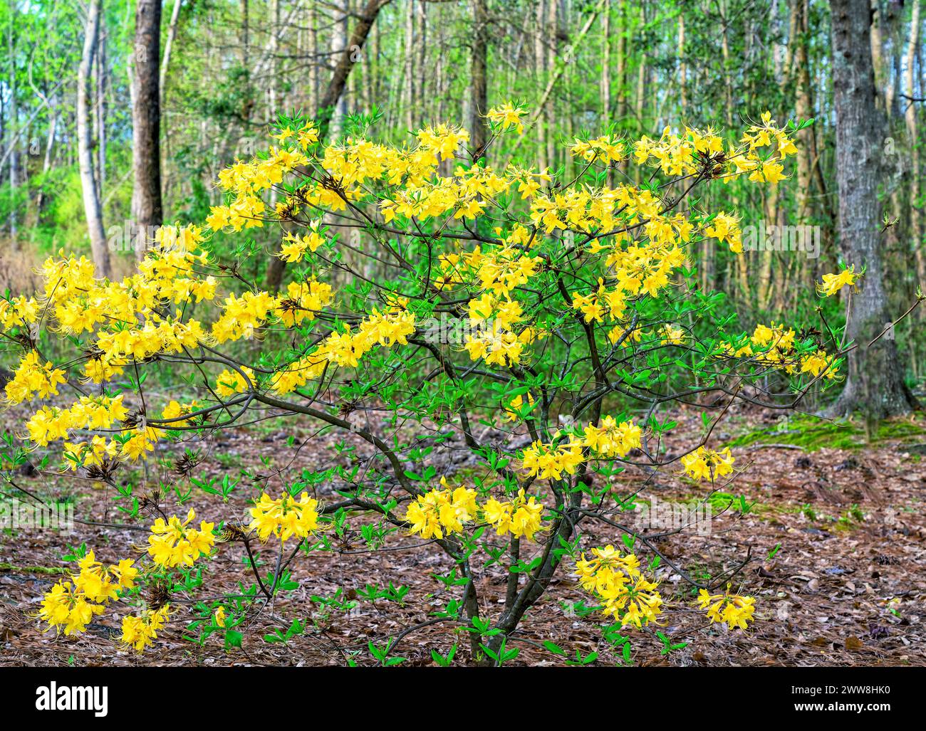 Luteum rododendro o azalea selvatica gialla che fioriscono o fioriscono in un giardino residenziale in piena fioritura in Alabama USA. Foto Stock