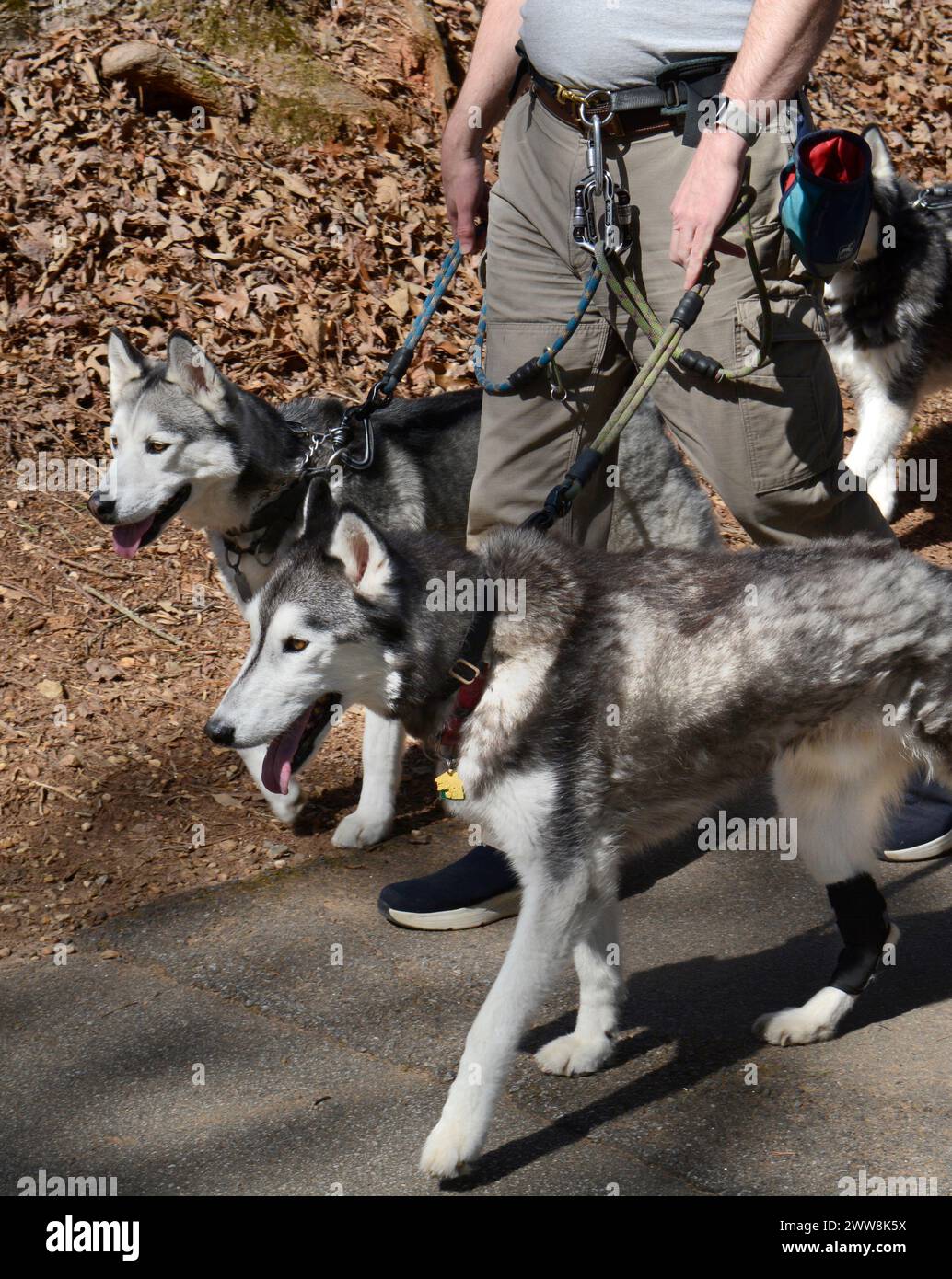 Un uomo di Asheville, North Carolina, cammina con i suoi Siberian Huskies, una razza di cani da slitta molto popolare come animali domestici. Foto Stock