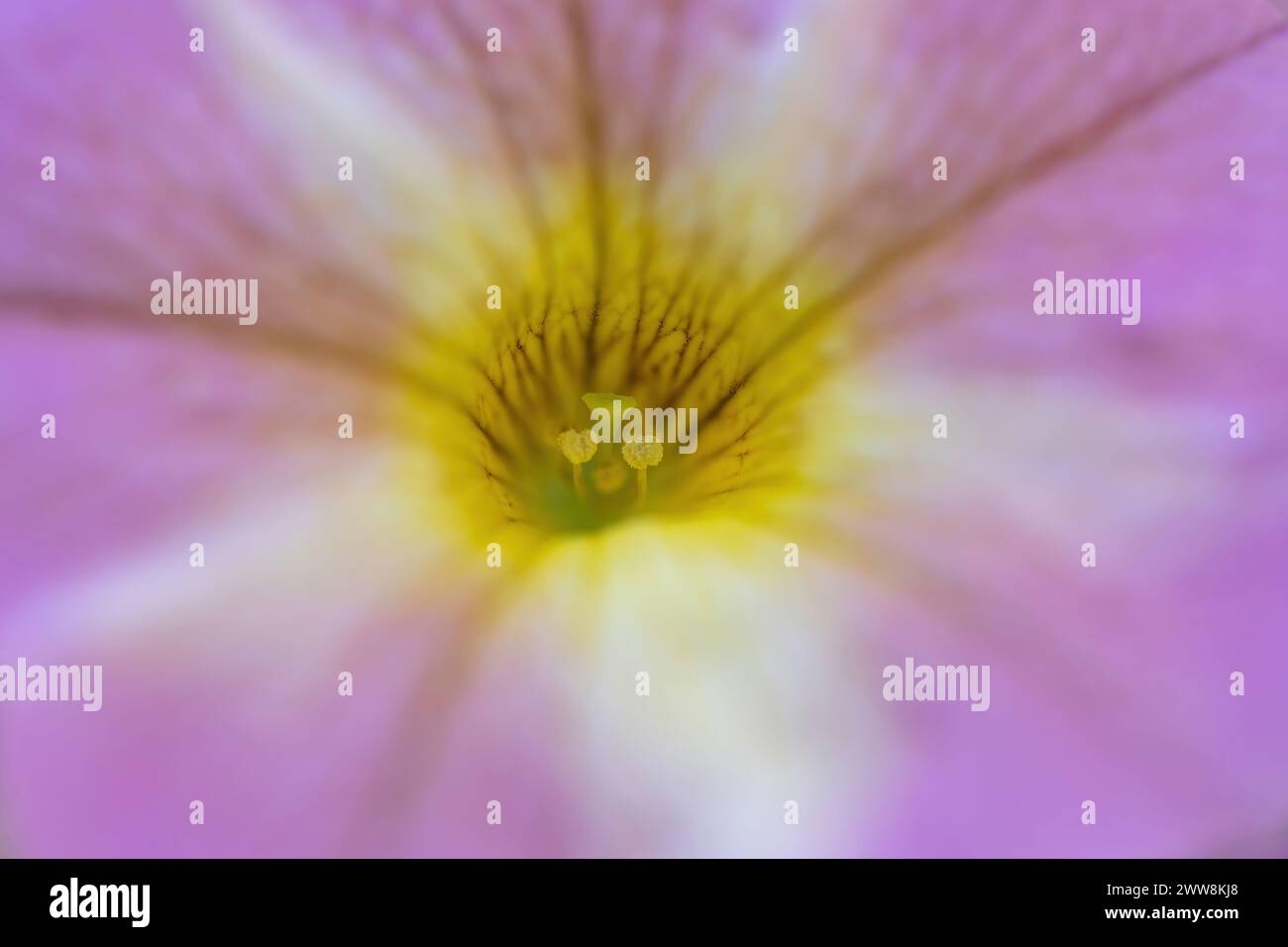 Dettagli fiore Petunia "Lavender Star". Foto Stock