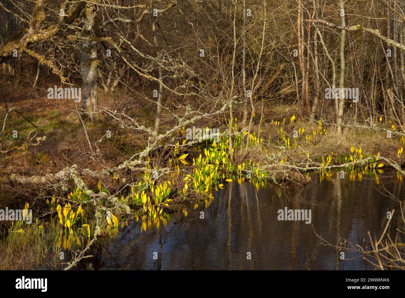 La specie invasiva non nativa American Skunk Cabbage cresce in Scozia Foto Stock