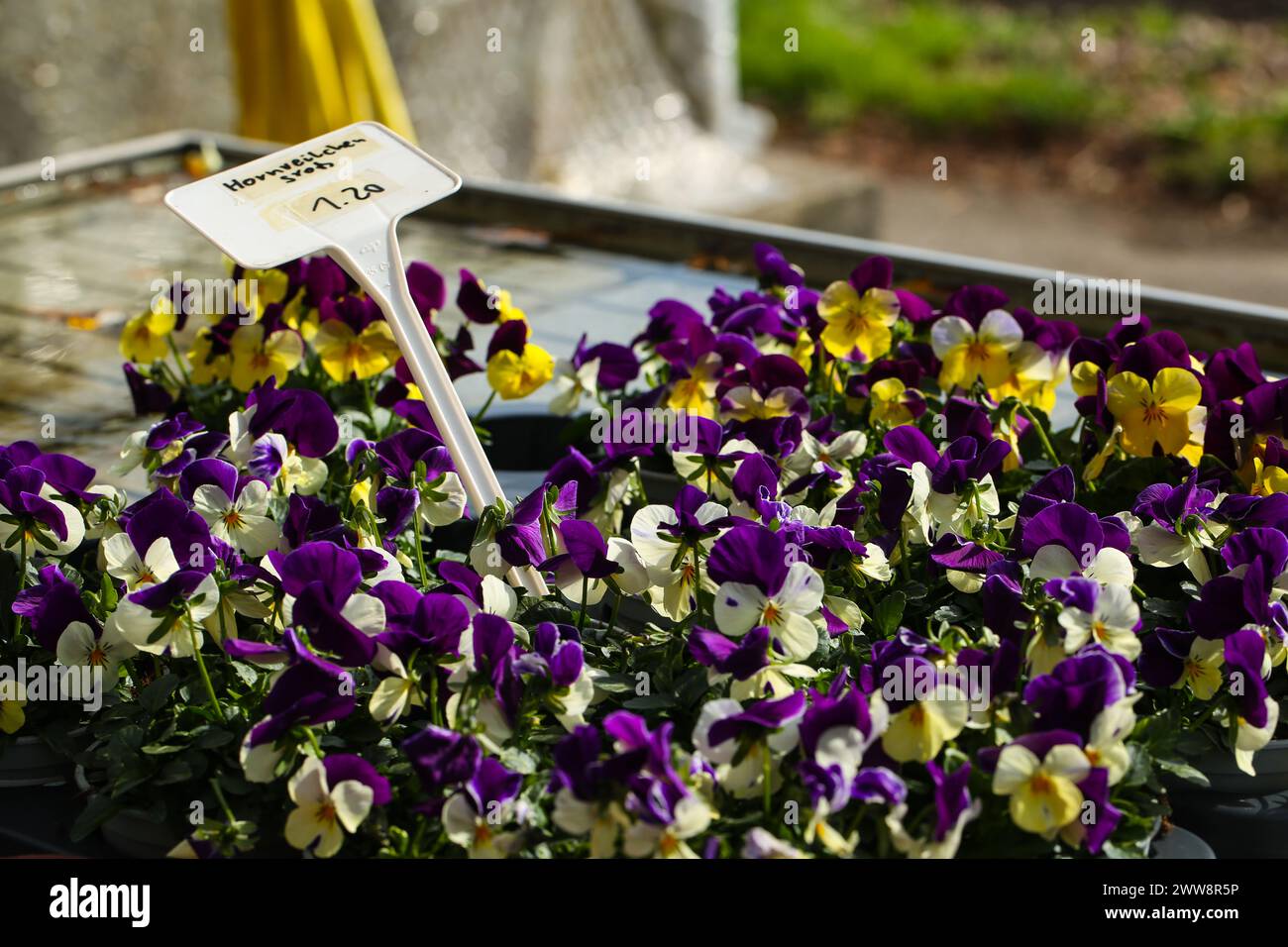 macro, natura, pansia, corna, verde, giardino, giardinaggio, petali, piante, viola, viola, giallo, tufted, estate, viola, primavera, fiore, flora, fioritura, b Foto Stock