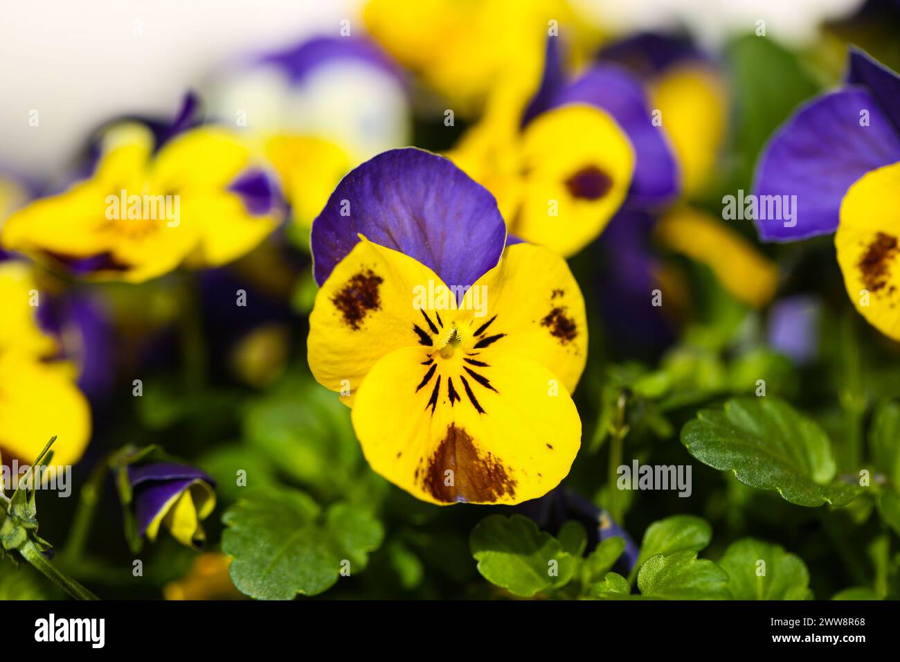 macro, natura, pansia, corna, verde, giardino, giardinaggio, petali, piante, viola, viola, giallo, tufted, estate, viola, primavera, fiore, flora, fioritura, b Foto Stock