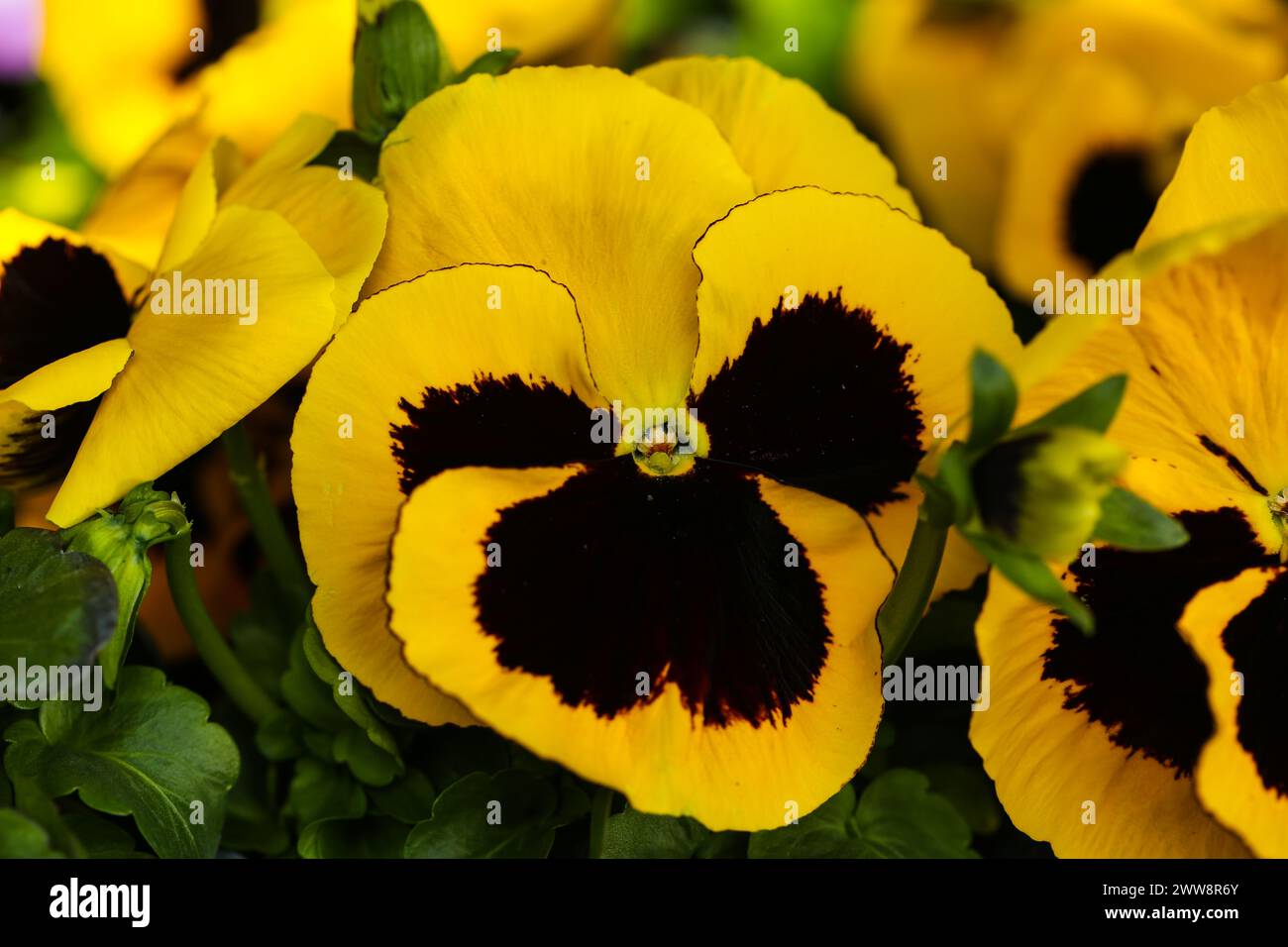 macro, natura, pansia, corna, verde, giardino, giardinaggio, petali, piante, viola, viola, giallo, tufted, estate, viola, primavera, fiore, flora, fioritura, b Foto Stock