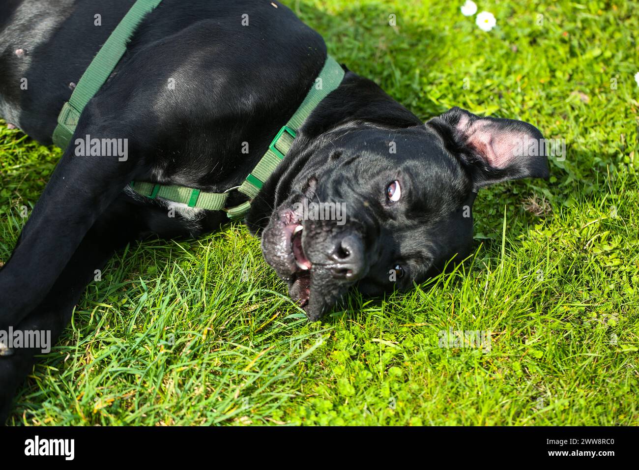 Razza mista tra Labrador e Great Dane, costruzione muscolare, personalità giocosa, costruzione forte, atletica, testa larga, ganasce robuste, occhi grandi ed espr Foto Stock