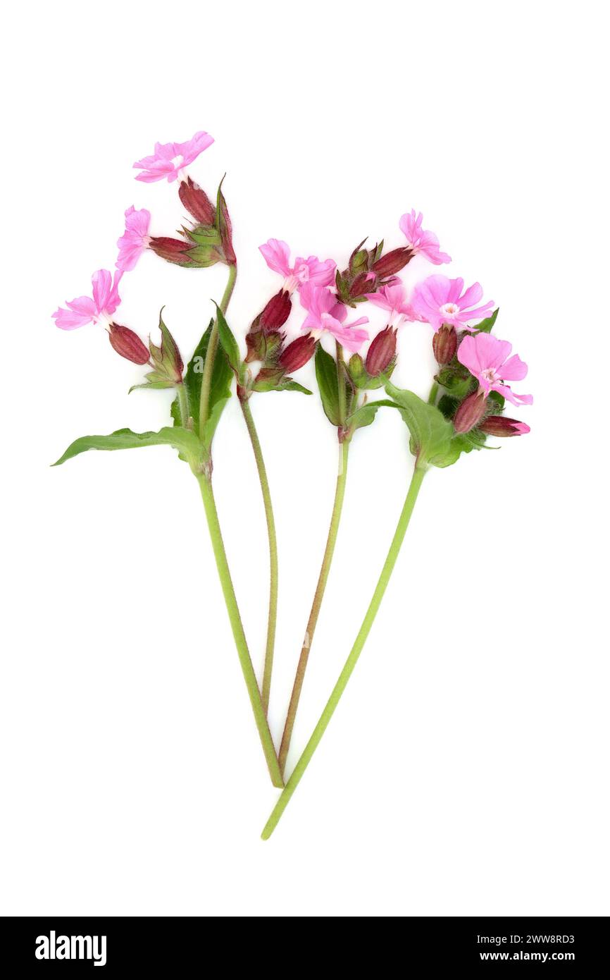 campion rosso pianta estiva di fiori selvatici su bianco. Utilizzato nella decorazione di alimenti floreali e nella medicina naturale a base di erbe. Foto Stock