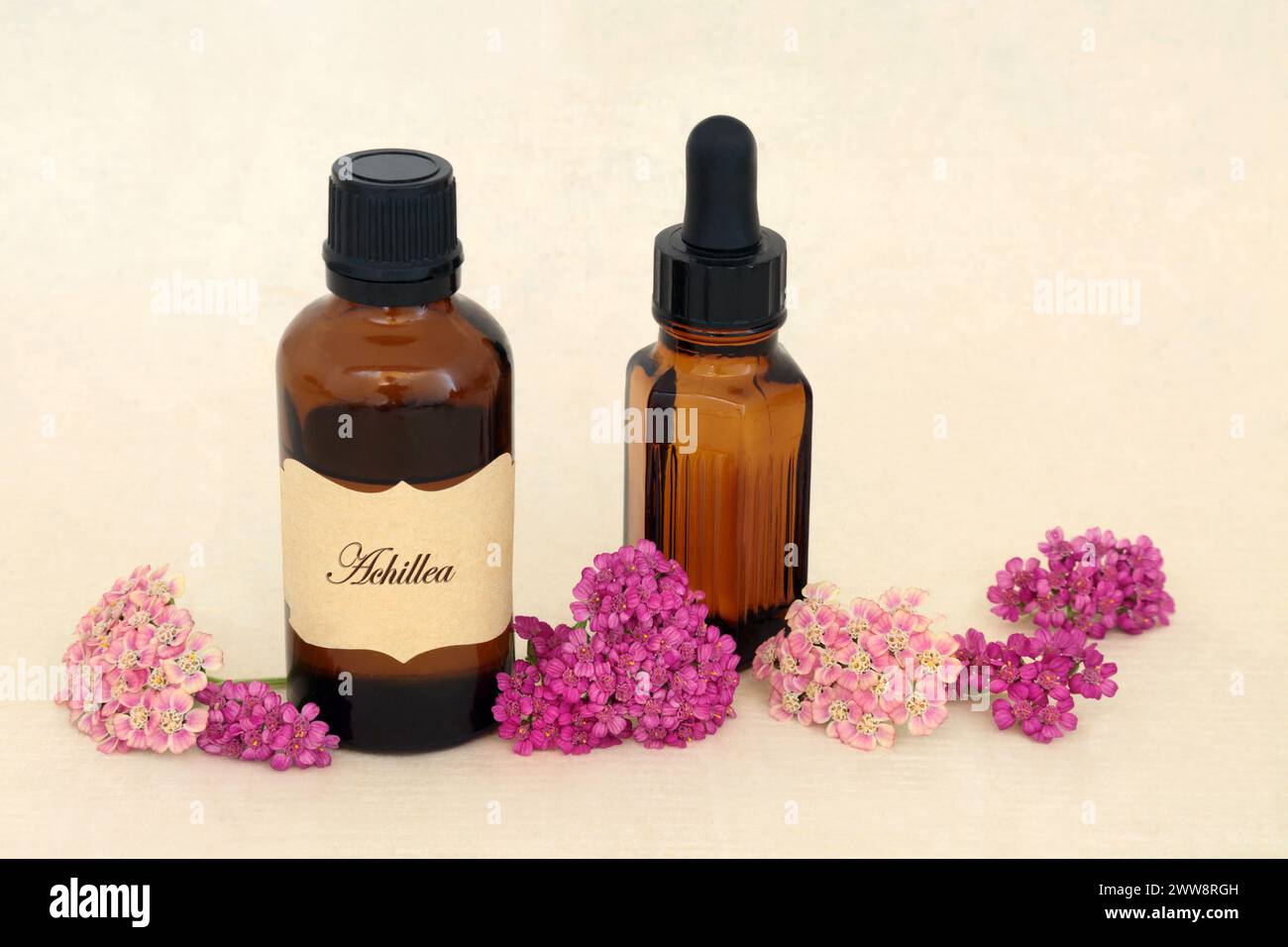 Essenza di fiori di Achillea yarrow per erbe medicinali naturali con tintura e bottiglie di olio essenziale. Cura emorroidi, ferite, gonfiore. Foto Stock