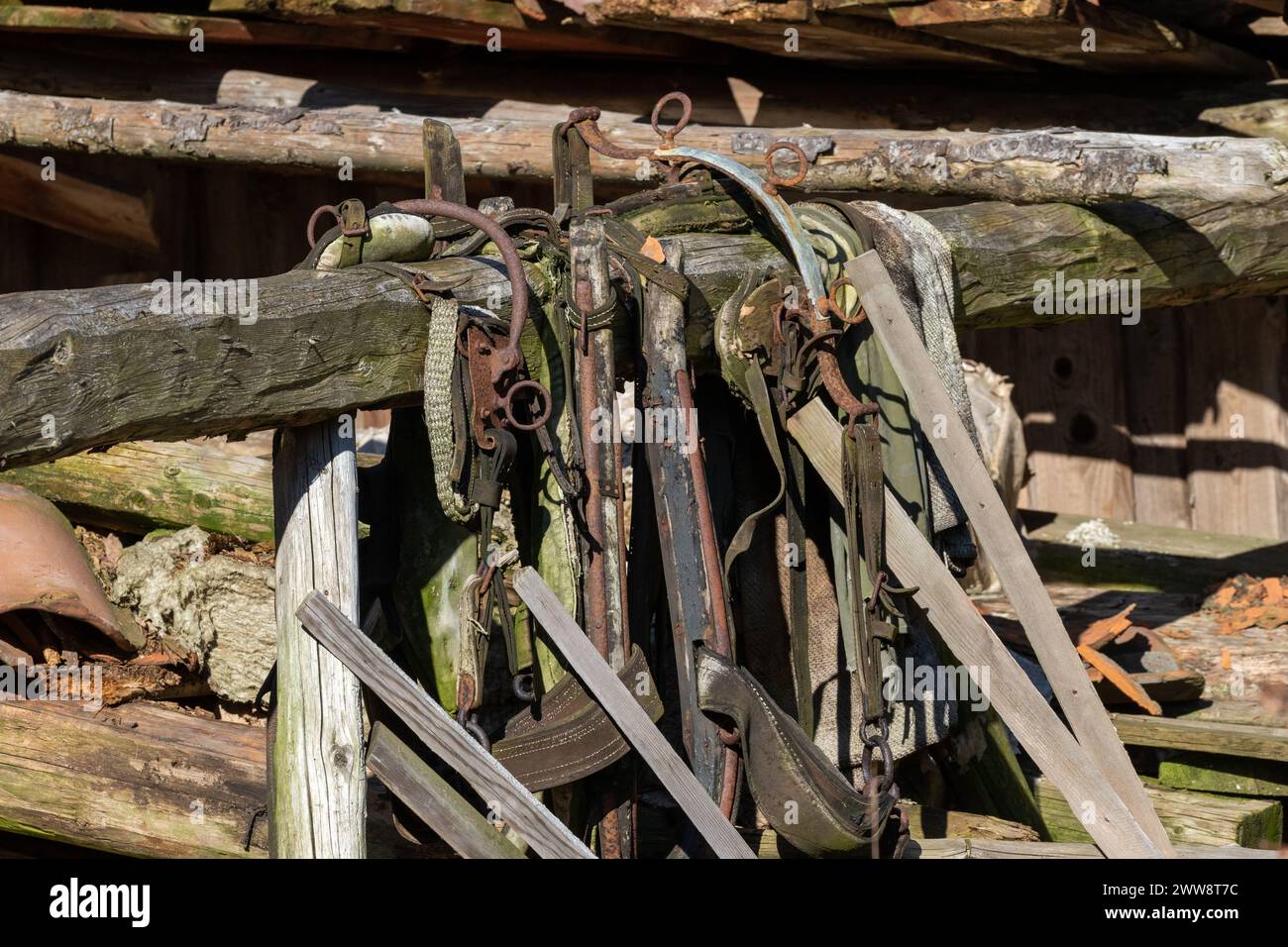 Vecchia imbracatura in pelle e briglie per bestiame appeso a travi di legno in un fienile Foto Stock