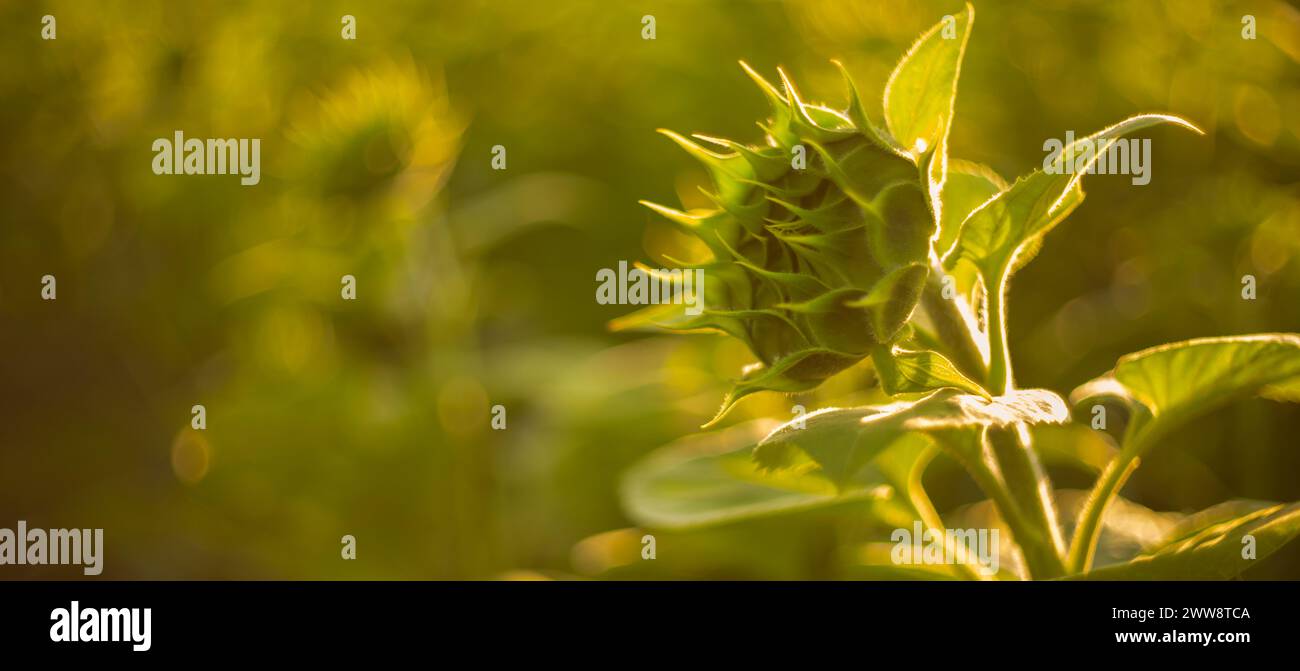 Sunflower Wonderland: Il capolavoro della natura si dispiega nei campi Foto Stock