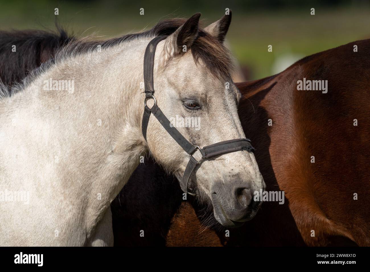 Cavallo bianco e marrone in un'accogliente posa riposante nelle giornate di sole Foto Stock