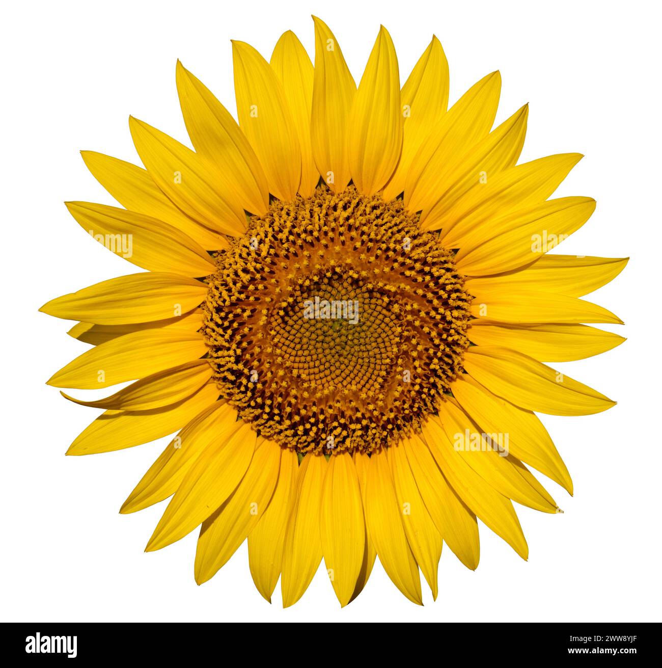 Solitary Sunflower: Eccezionale fiore sul bianco Foto Stock