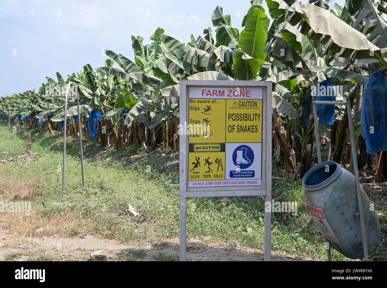 GHANA, regione volta, proprietà francese Golden Exotics Ltd. Grande piantagione per l'esportazione di banane, l'azienda irrigata con acqua del fiume volta attraverso canali, avvertimento di serpente / GHANA, Bananenanbau auf Plantage der französischen Golden Exotics Ltd. für den Export, Die Farm Wird über Wasser aus Kanälen vom volta Fluß bewässert Foto Stock