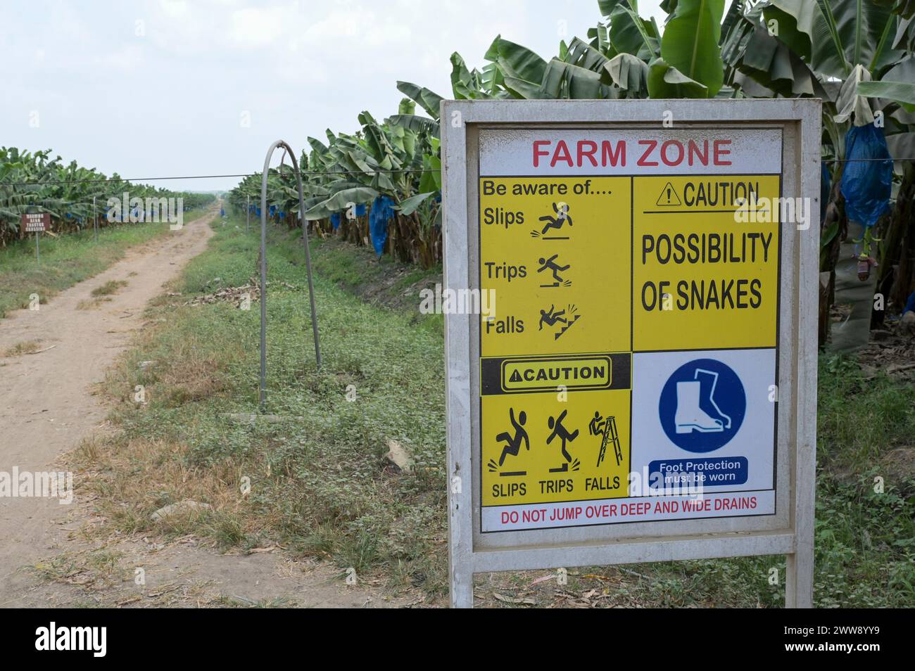 GHANA, regione volta, proprietà francese Golden Exotics Ltd. Grande piantagione per l'esportazione di banane, l'azienda irrigata con acqua del fiume volta attraverso canali, avvertimento di serpente / GHANA, Bananenanbau auf Plantage der französischen Golden Exotics Ltd. für den Export, Die Farm Wird über Wasser aus Kanälen vom volta Fluß bewässert Foto Stock