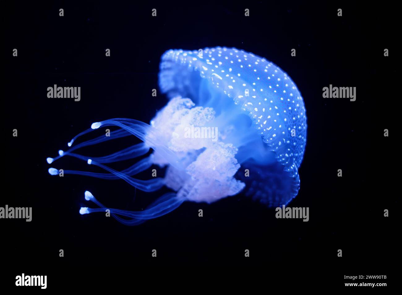 Medusa tropicale Phyllorhiza punctata medusa dalle macchie bianche sott'acqua Foto Stock