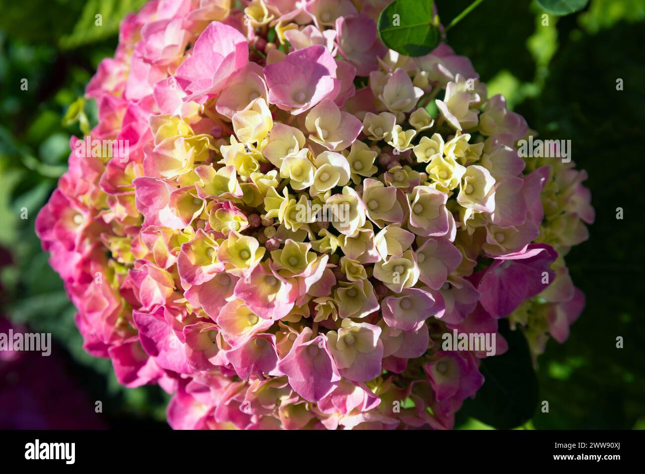 Fioriture di Hydrangea Macrophylla "Barone Rosso" che crescono nel Giardino della Chiesa di Saint-Brice in Francia Foto Stock