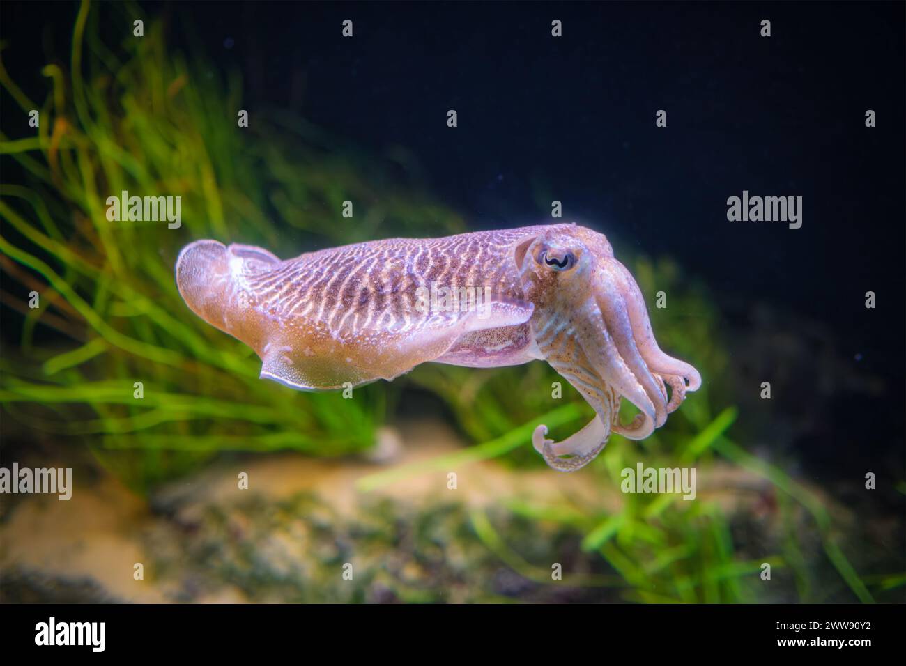 Seppia Offcinalis sottomarina comune europea Foto Stock