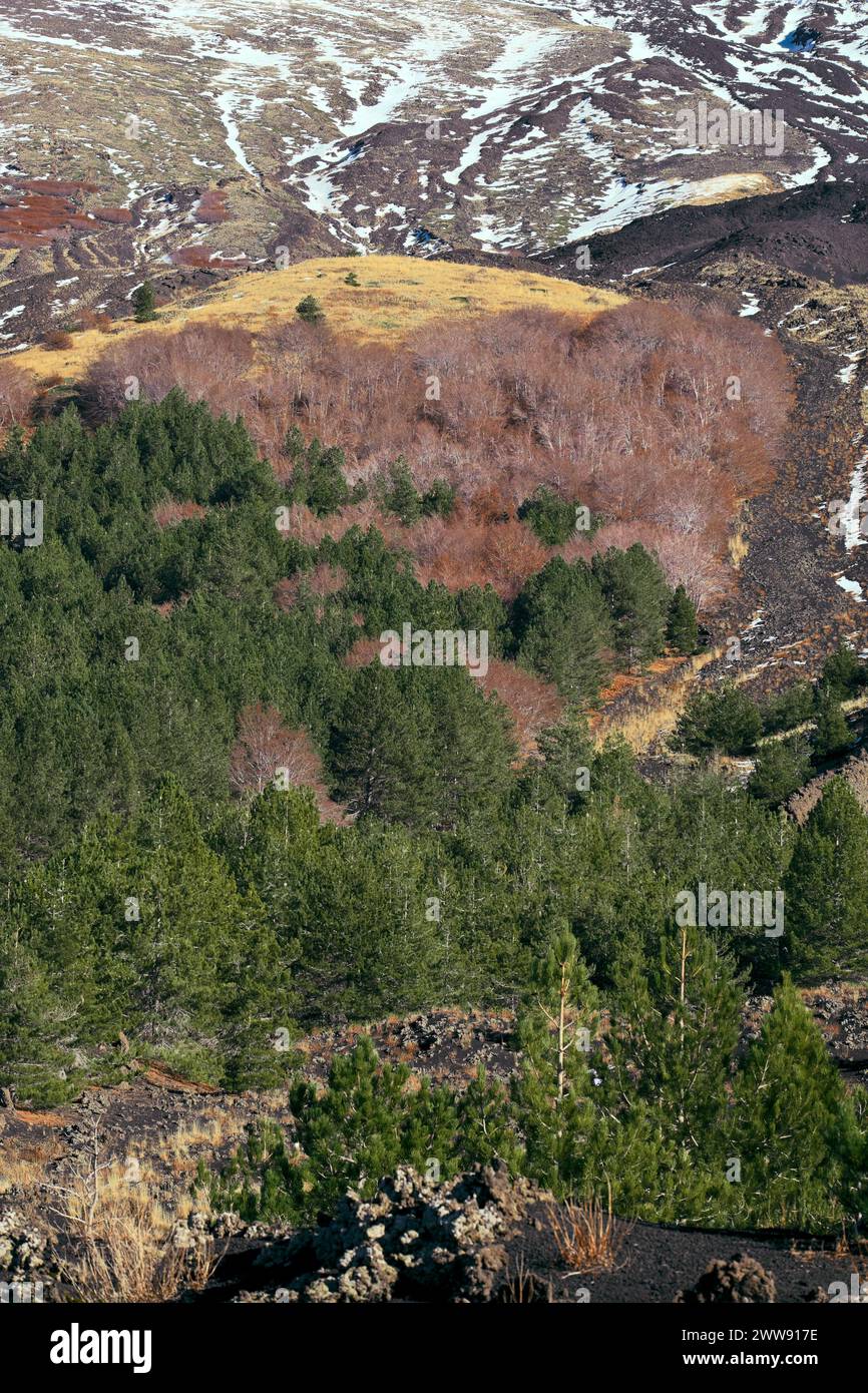 Bosco misto di alberi a forma di foglie decidue e sempreverdi nel Parco dell'Etna, Sicilia, Italia Foto Stock