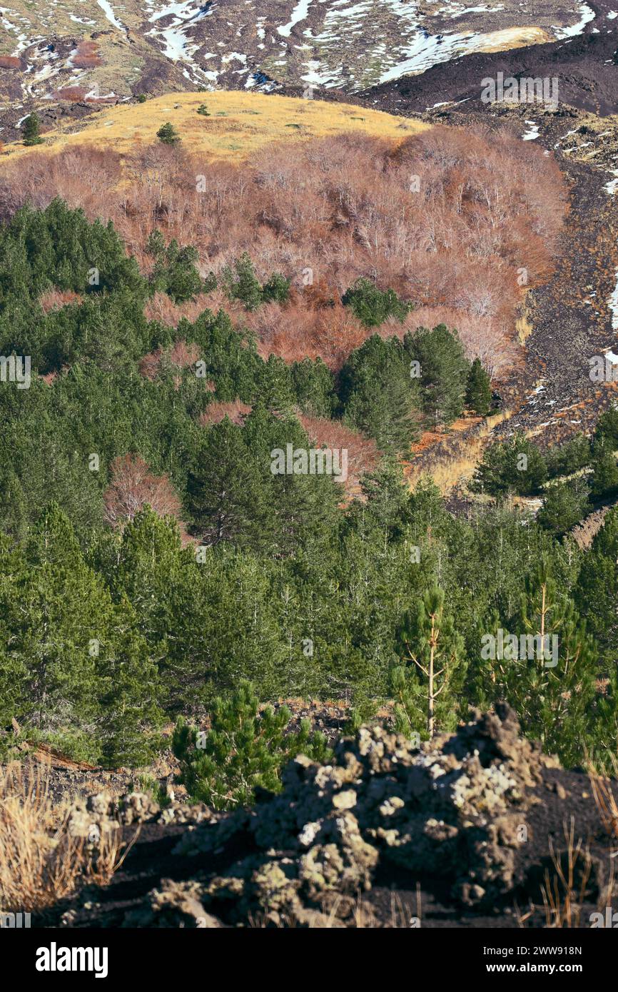 Bosco misto di alberi a forma di foglie decidue e sempreverdi nel Parco dell'Etna, Sicilia, Italia Foto Stock