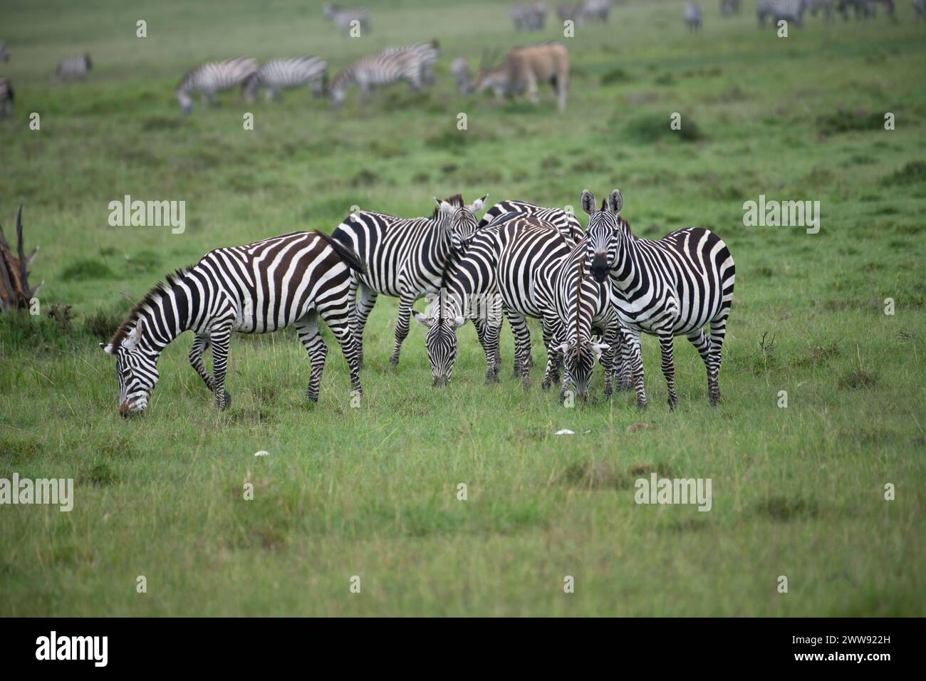Una piccola mandria di zebra comune o di pianura (Equus quagga). Uno tiene d'occhio mentre la maggior parte degli altri pascolano Foto Stock