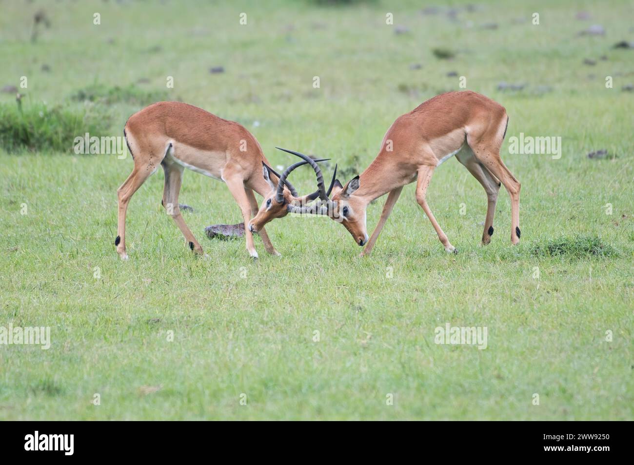 Due giovani impala maschili (Aepyceros melampus) che si muovono per stabilire una posizione all'interno di un branco maschile. Solo il maschio dominante può sfidare un toro riproduttore Foto Stock