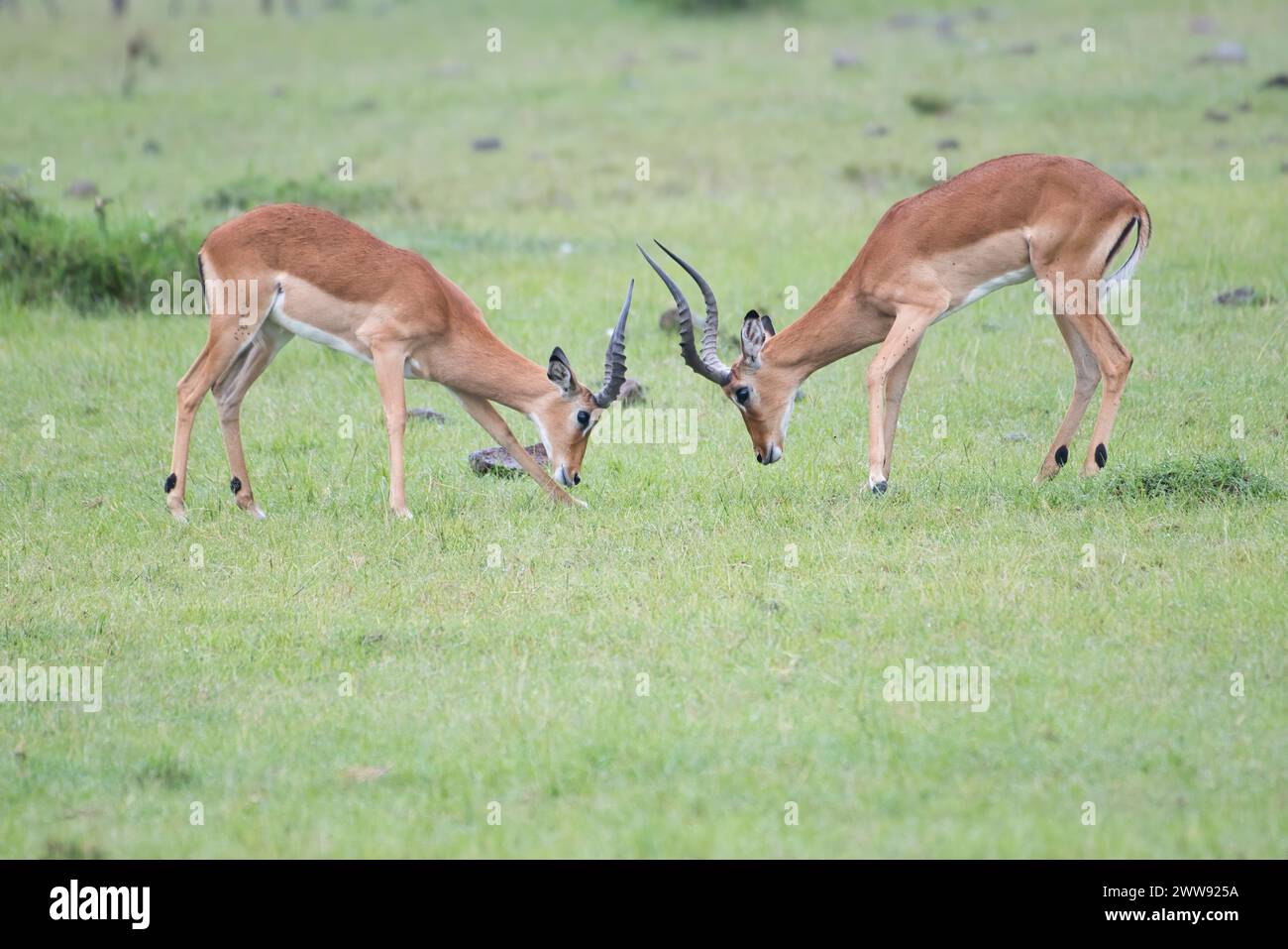 Due giovani impala maschili (Aepyceros melampus) che si muovono per stabilire una posizione all'interno di un branco maschile. Solo il maschio dominante può sfidare un toro riproduttore Foto Stock