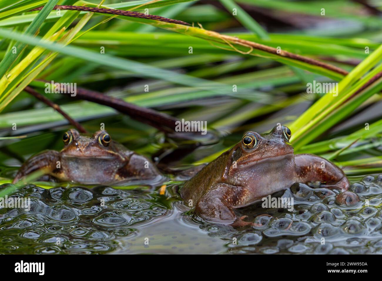 Due rane comuni europee / rane brune / rana graminacea (Rana temporaria) sulle uova / rana allevata nello stagno durante la stagione riproduttiva / riproduttiva in primavera Foto Stock