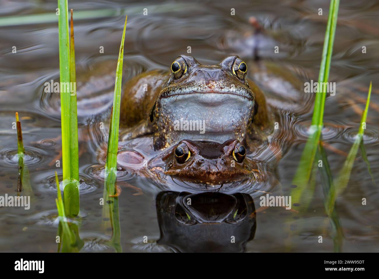 Coppia di rane comuni europee / rane brune / rana graminacea (Rana temporaria) maschio e femmina in angiosso nello stagno durante la stagione riproduttiva / riproduttiva in primavera Foto Stock