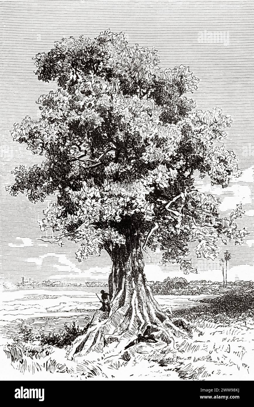 Ceiba pentandra, albero tropicale dell'ordine Malvales e famiglia Malvaceae, Ciad. Africa centrale. Disegno di Ivan Pranishnikoff (1841 - 1909) viaggio da Borno a Baguirmi 1872 del Dr. Gustav Hermann Nachtigal (1834 - 1885) le Tour du Monde 1880 Foto Stock