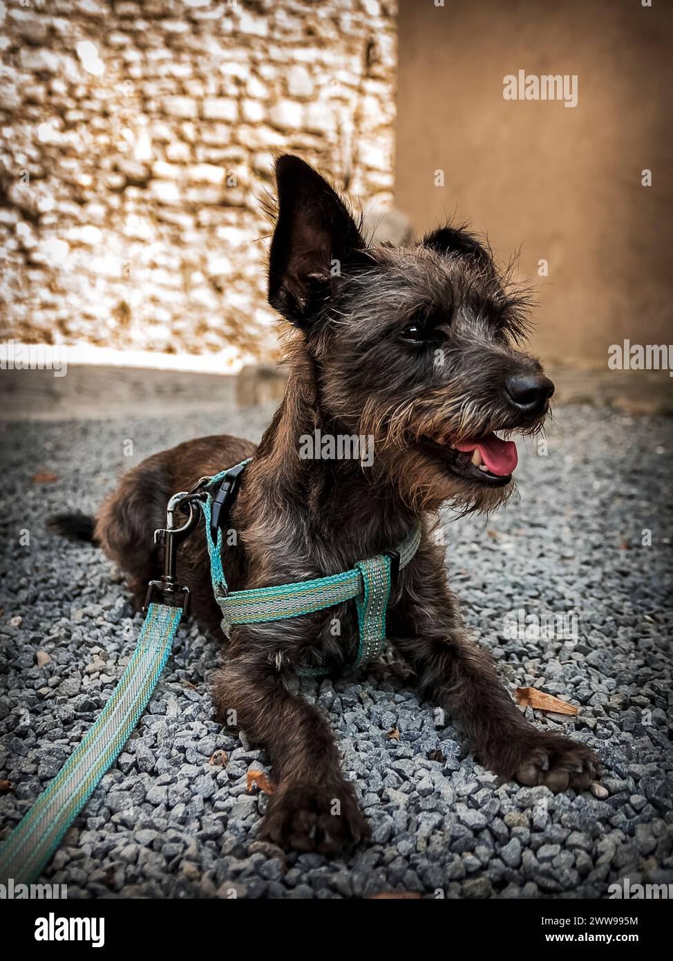Nino, un simpatico cane di razza mista, si mette in posa da star Foto Stock