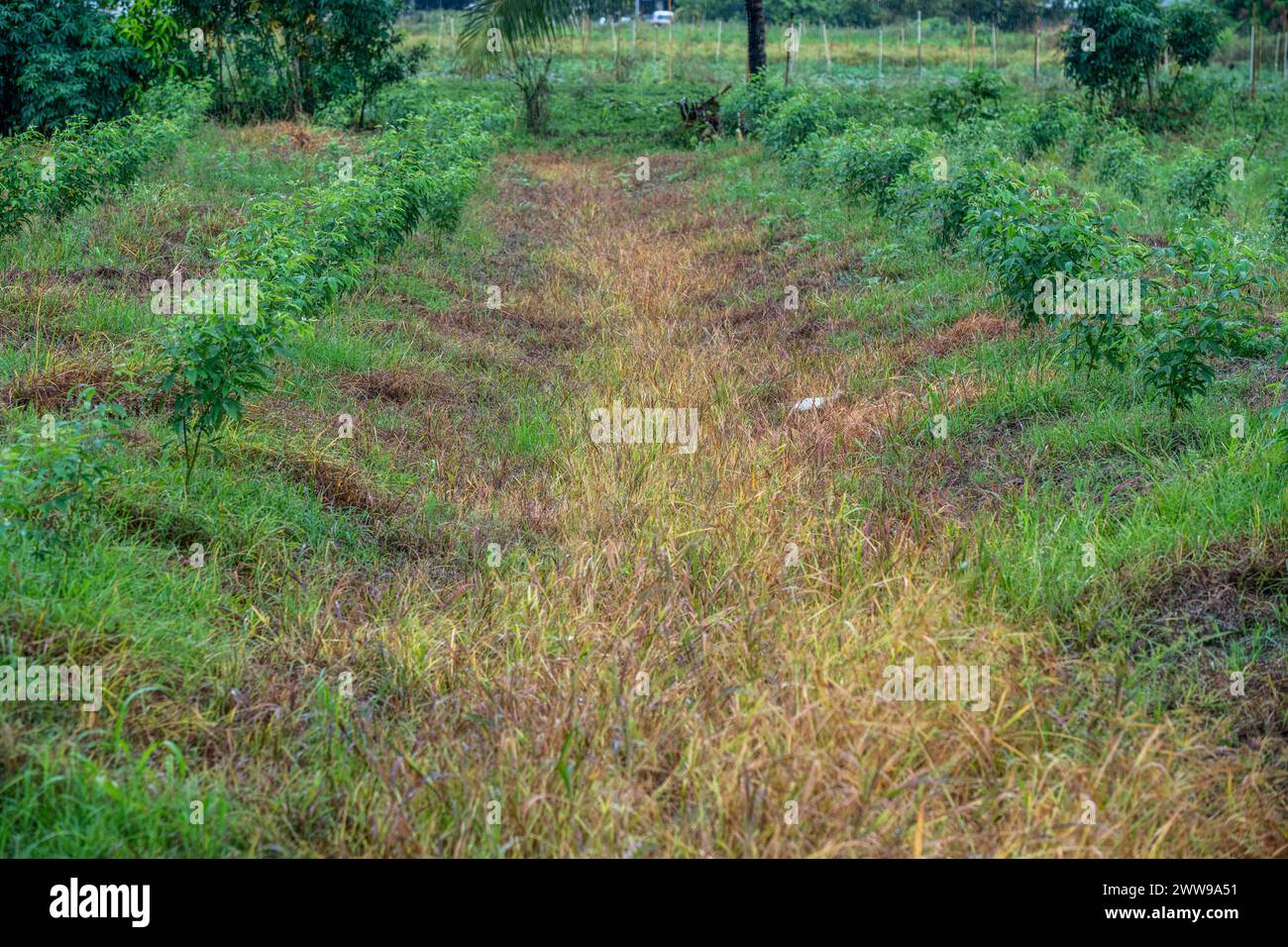 Pigeon Peas che piantano Trinidad e Tobago Foto Stock