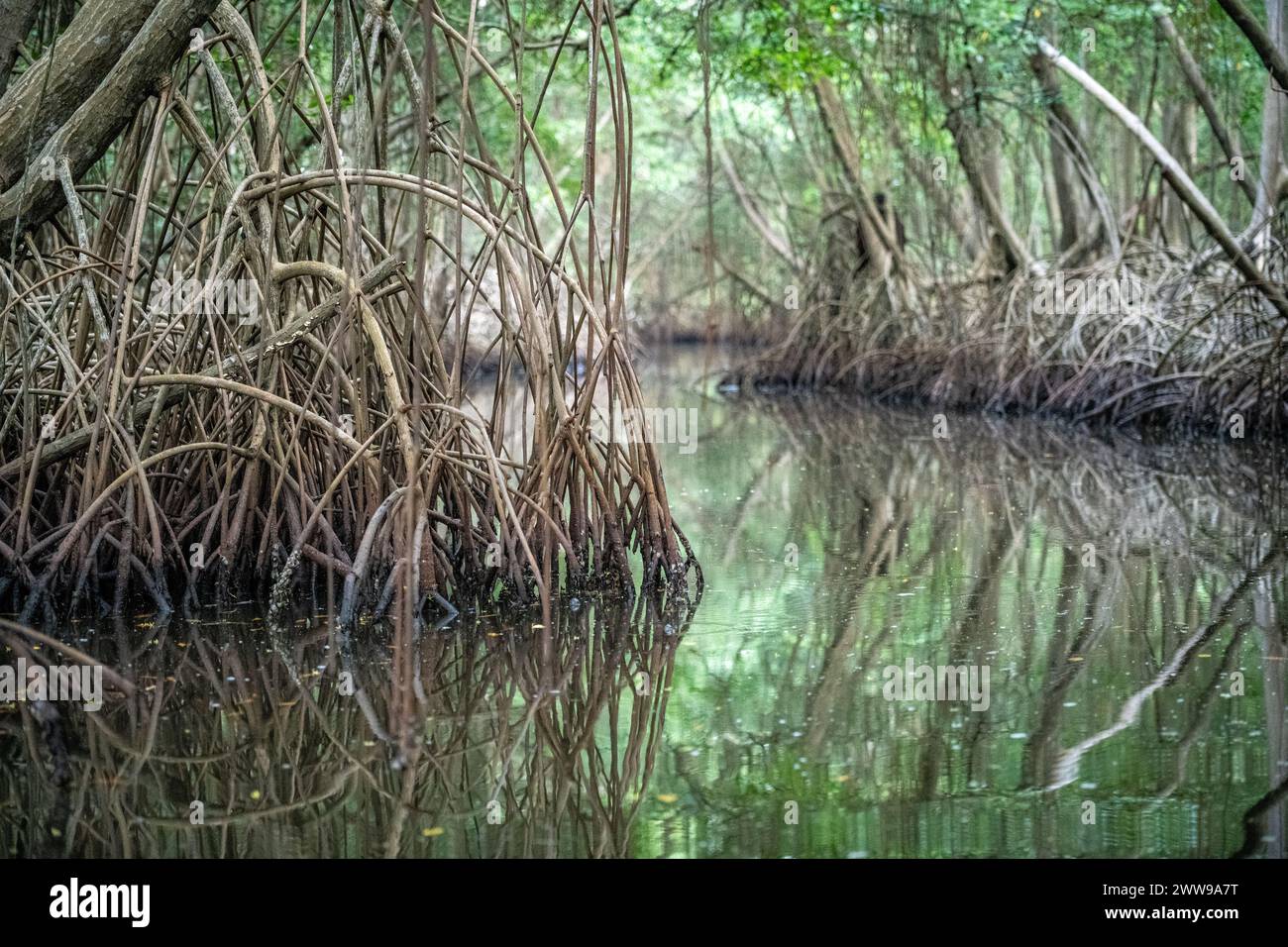 Mangrovie nella palude di Caroni. Trinidad e Tobago Foto Stock