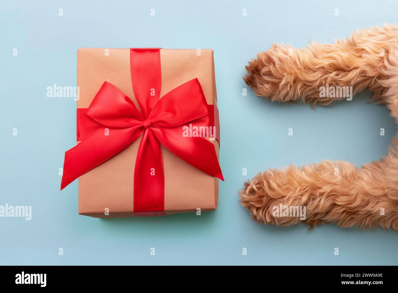 Cane con confezione regalo di Natale avvolto in un nastro rosso Foto Stock