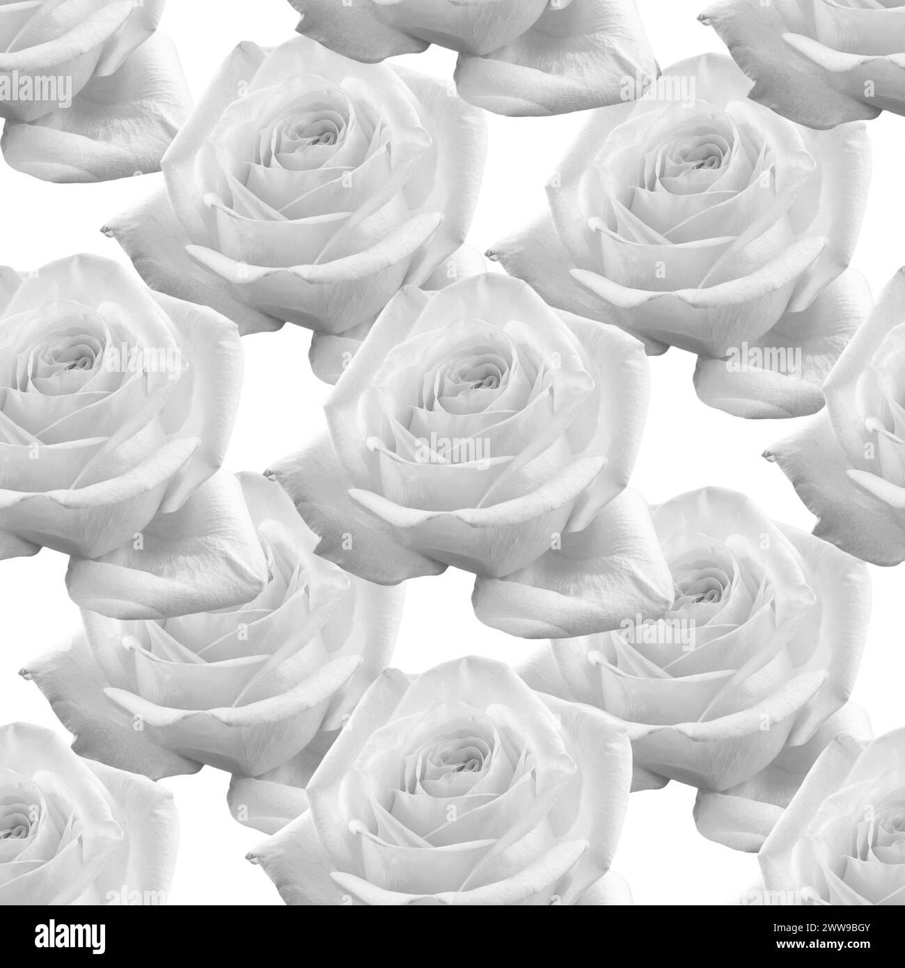 rosa bianca con motivo senza cuciture. Uno sfondo per carta da imballaggio, un tovagliolo, un panno, una congratulazioni. Foto Stock