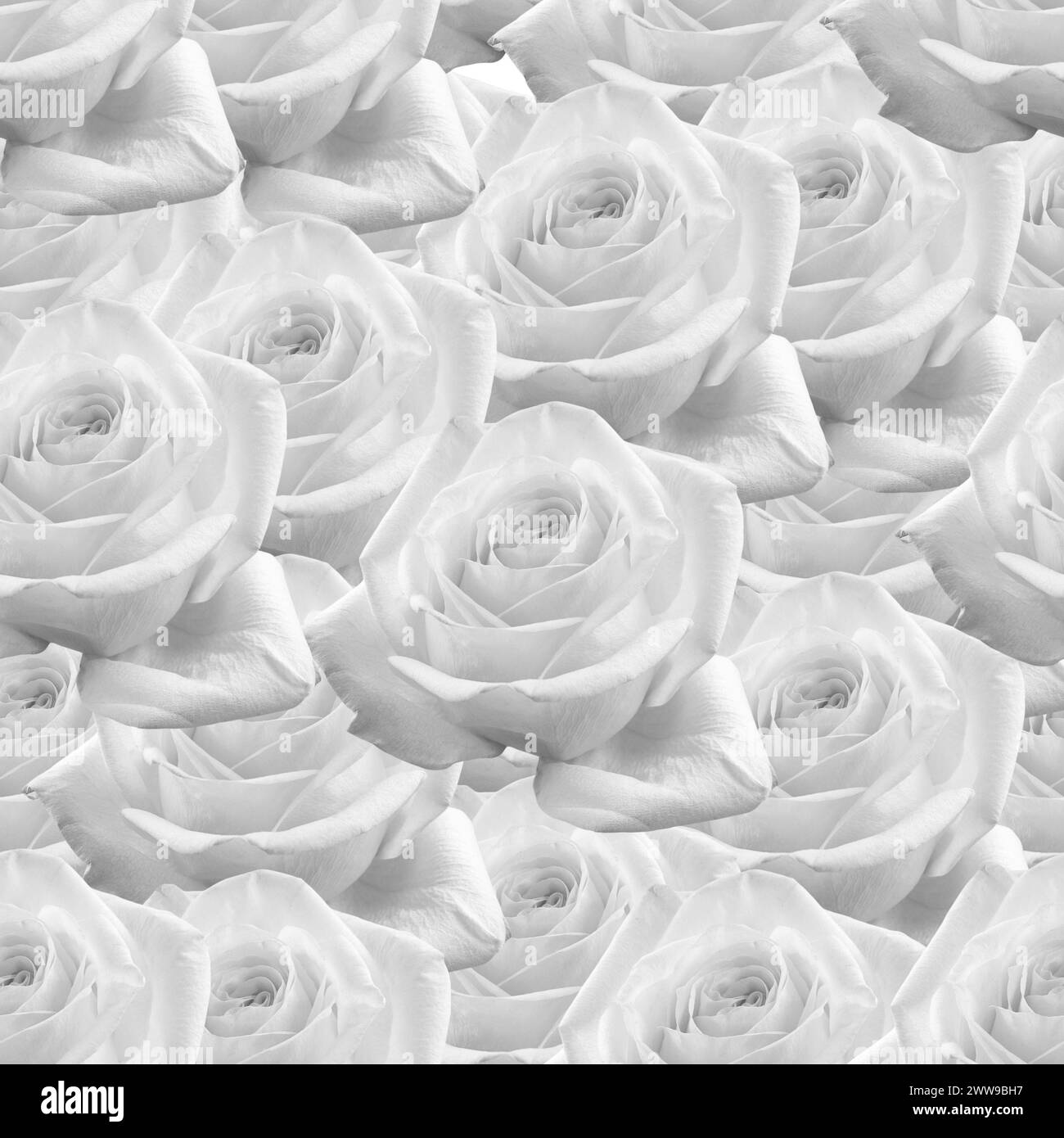 rosa bianca con motivo senza cuciture. Uno sfondo per carta da imballaggio, un tovagliolo, un panno, una congratulazioni. Foto Stock