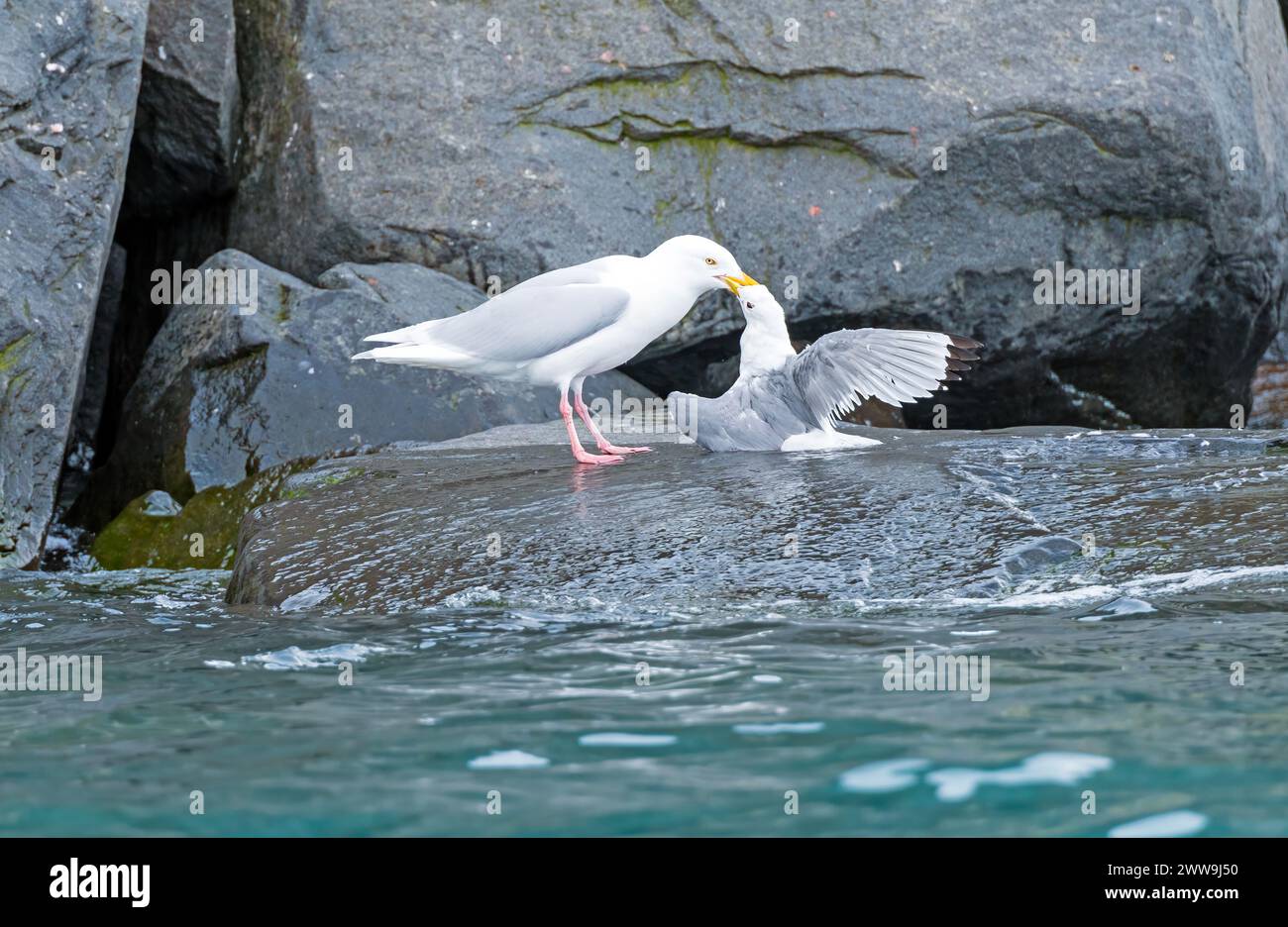 Glaucous Gull uccide un Kittiwake ad Alkefjellet; nelle Isole Svalbard Foto Stock