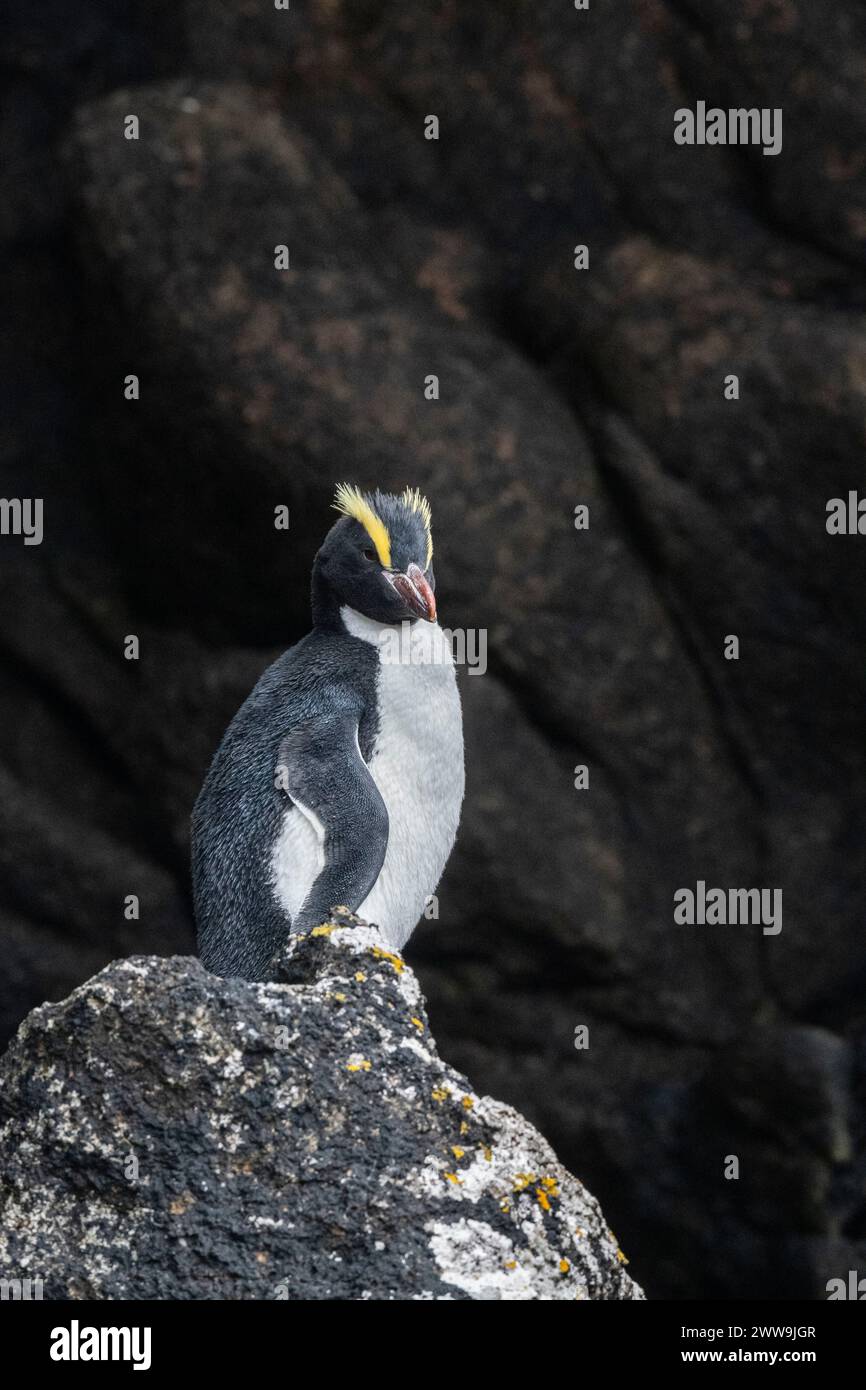 Nuova Zelanda, Isole Subantartiche, Isola Campbell. Pinguino crestato eretto (Eudyptes sclateri) endemico delle isole subantartiche, specie in via di estinzione. Foto Stock
