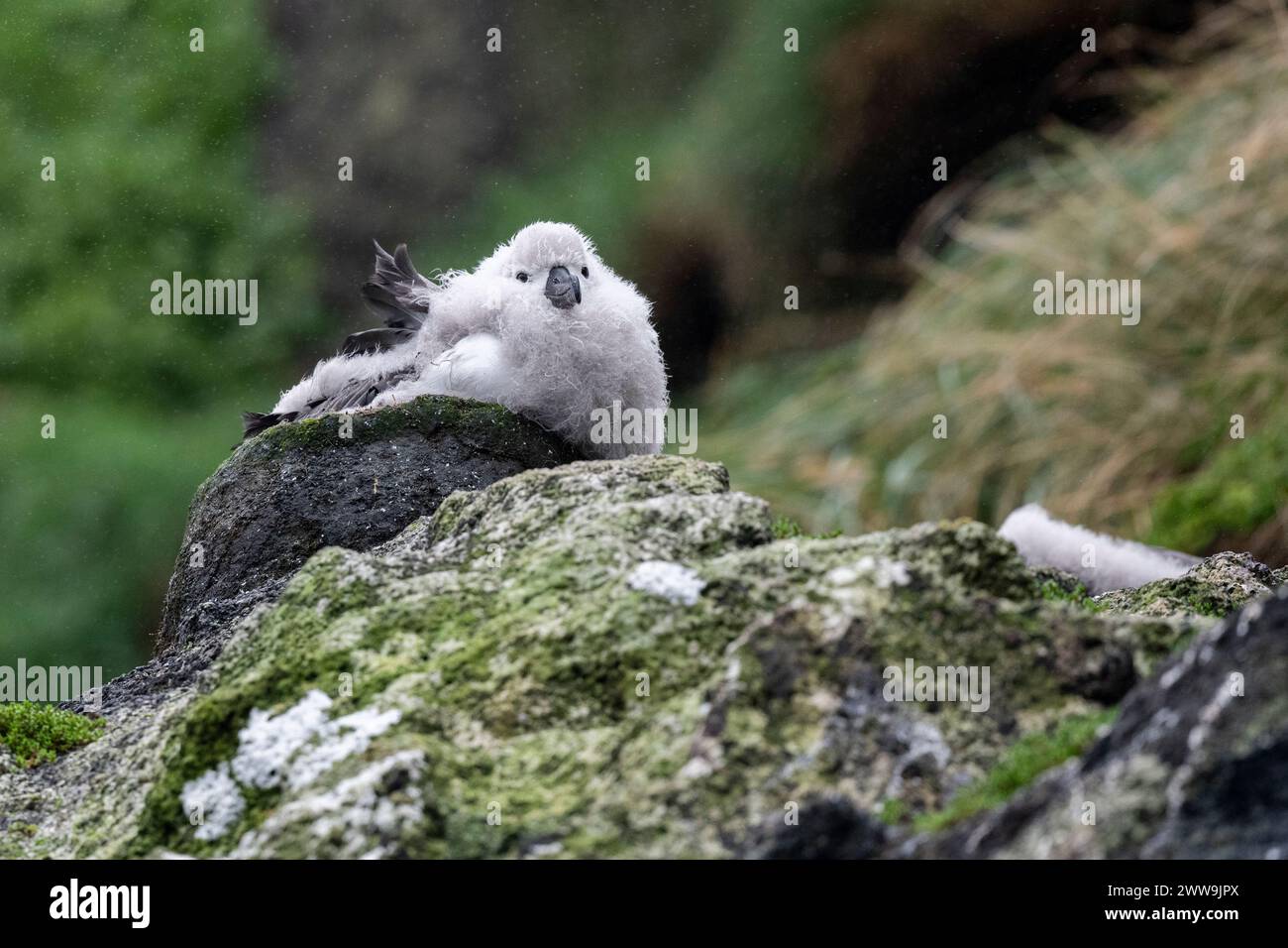 Nuova Zelanda, Isole Subantartiche, Isola Campbell. Campbell albatross (Thalassarche impavida) o Campbell mollymawk. Ragazza fuzzy sul nido. Sottospecie Foto Stock