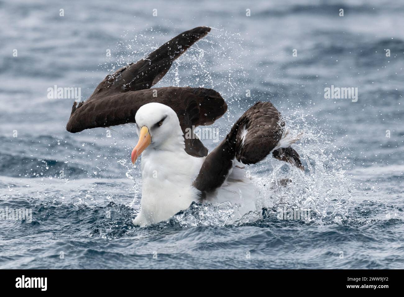 Nuova Zelanda, Isole Subantartiche, Isola Campbell. Campbell albatross (Thalassarche impavida) o Campbell mollymawk, sottospecie di razza nera. Pre Foto Stock
