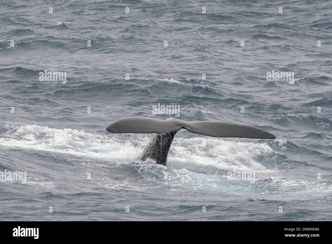 Nuova Zelanda, Isole subantartiche. Al largo della costa di Campbell Island, balena destra meridionale, coda. Foto Stock