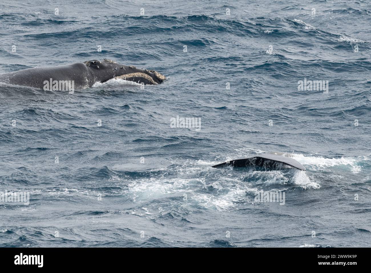 Nuova Zelanda, Isole subantartiche. Al largo della costa di Campbell Island, balene a destra meridionali che mostrano la testa e la coda di due balene. Foto Stock